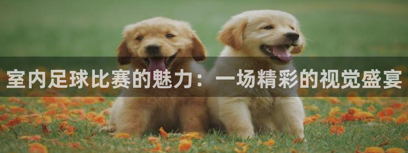 室内足球比赛的魅力：一场精彩的视觉盛